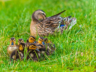 Poster - Mallard Ducklings