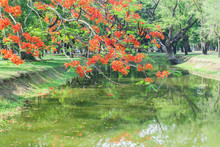 A Branch Of Flamboyant Tree With Red Flowers Over The River