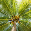 Low angle view coconut palm tree