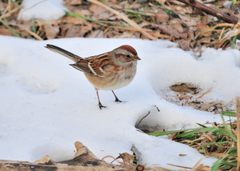 Wall Mural - American Tree Sparrow