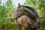 Fototapeta Konie - Portrait of bay horse with long beautiful neck