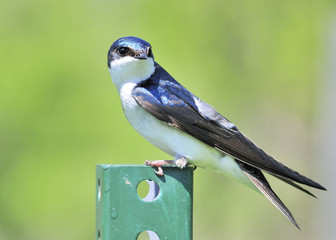 Wall Mural - Tree Swallow