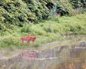 Poster - Whitetail Deer Fawns