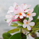 Fototapeta  - Frangipani flower