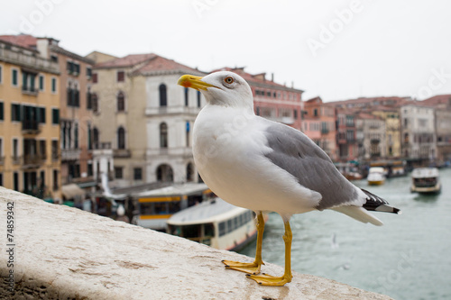 Fotografia, Obraz Curious Albatross at Rialto Bridge Venice Italy