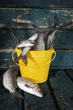 Fototapeta  - Raw fish in a bucket