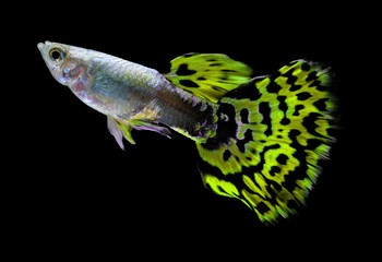 guppy fish  isolated on black