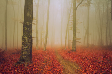 Wall Mural - Elegant trail into foggy woods during autumn