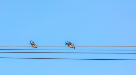 birds sitting on power lines over clear sky