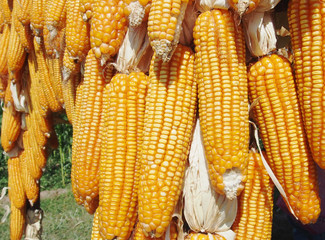 Poster - Yellow Corns hanging outdoor