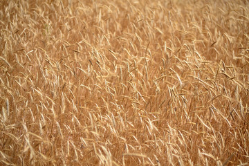 rye agricultural field