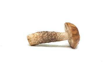 Mushrooms on a white background. Background. Photo.