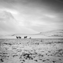 landsape winter snow