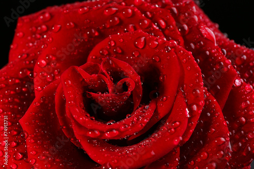 Obraz w ramie Beautiful red rose close-up