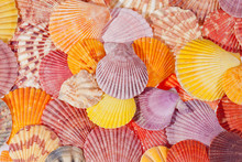 Background Of Colorful Sea Shells