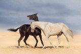 Fototapeta Konie - Two achal-teke horses fight on desert dust