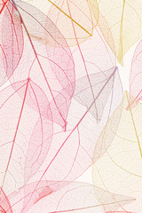 Poster - color leaves