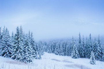 wonderful winter landscape