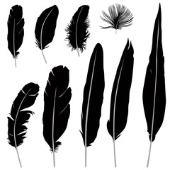 Feather set isolated over white background