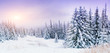 © standret - magical winter snow covered tree