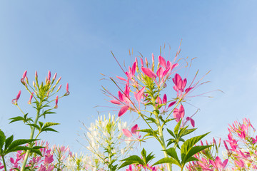 Wall Mural - Cleome flower on sky background