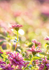 Wall Mural - purple zinnia flowers