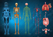 © blueringmedia - Human body systems