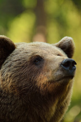 European brown bear portrait