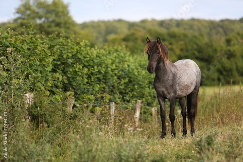 Islander Island Islandpony Islandpferd Islander Fohlen Weide Herde Isi Pony Pferd Horse Pferdeauge Buy This Stock Photo And Explore Similar Images At Adobe Stock Adobe Stock