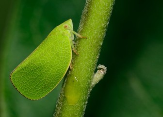 Wall Mural - Leafhopper