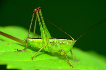 Wall Mural - Katydid Nymph