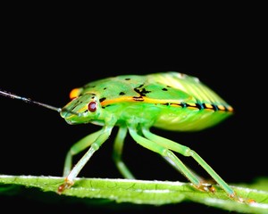 Poster - Stink bug