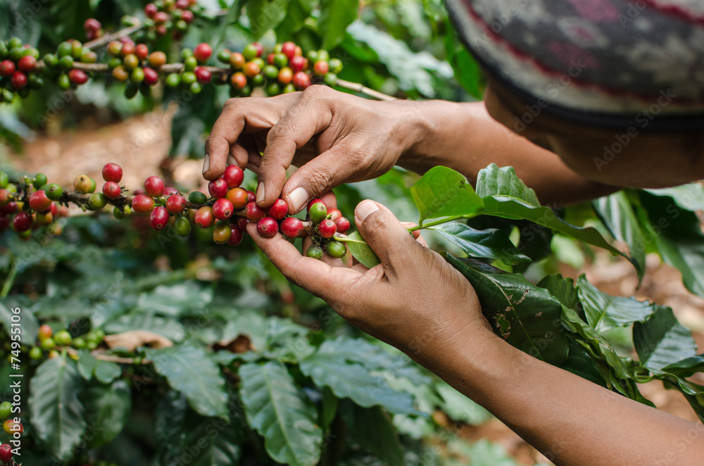 arabica coffee berries with agriculturist hands - obrazy, fototapety, plakaty 