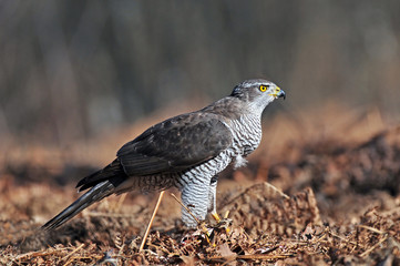 Wall Mural - Northern goshawk