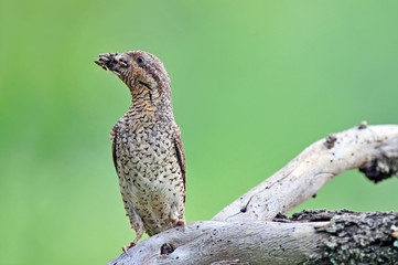 Wall Mural - Eurasian wryneck with beak full of insects for it's cubs