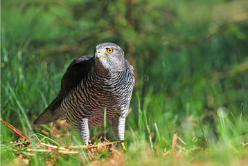 Wall Mural - Northern goshawk