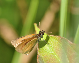 Poster - Skipper Butterfly