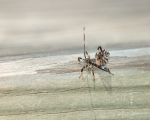 Poster - Assassin Bug Nymph