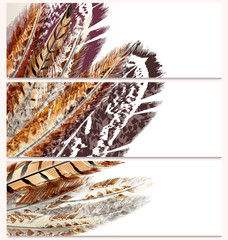 Wall Mural - Fashion business cards set with feathers