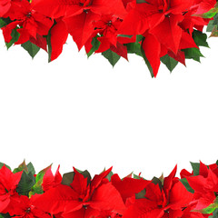 Wall Mural - Beautiful frame with poinsettia isolated on white