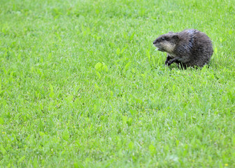 Wall Mural - Muskrat