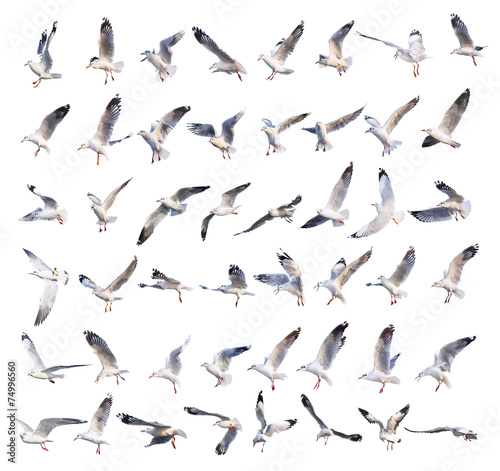 Fotomural Volar acciones gaviota aislado en blanco