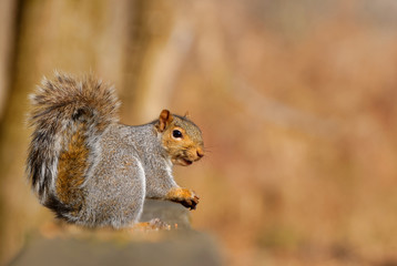 Poster - Gray Squirrel