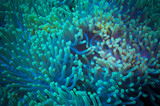 Clownfish shelters in its host anemone