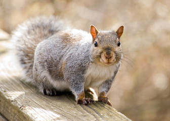 Poster - Gray Squirrel