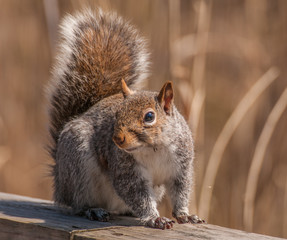 Poster - Gray Squirrel