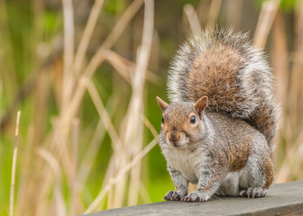 Poster - Gray Squirrel