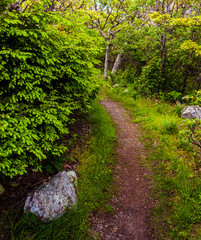 Sticker - Trail through a forest in Shenandoah National Park, Virginia.