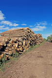 Fototapeta Natura - Logs in the logging