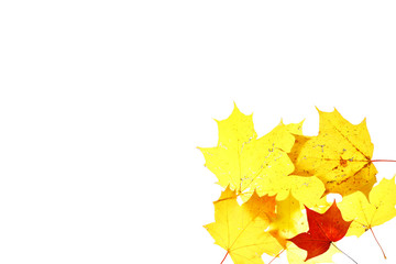autumn leaves maple herbarium isolated october